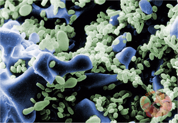 Inner surface settled with bacteria films Vi khuẩn ổn định sống trên bề mặt trong lỗ xốp
